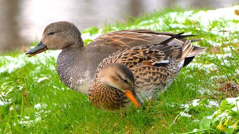 New Gadwall Duck Couple Foraging in Japanese Garden