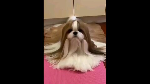 oo_#wow_*long_#hair_#style_#puppy_#dog_#🐕🐕🐾😱