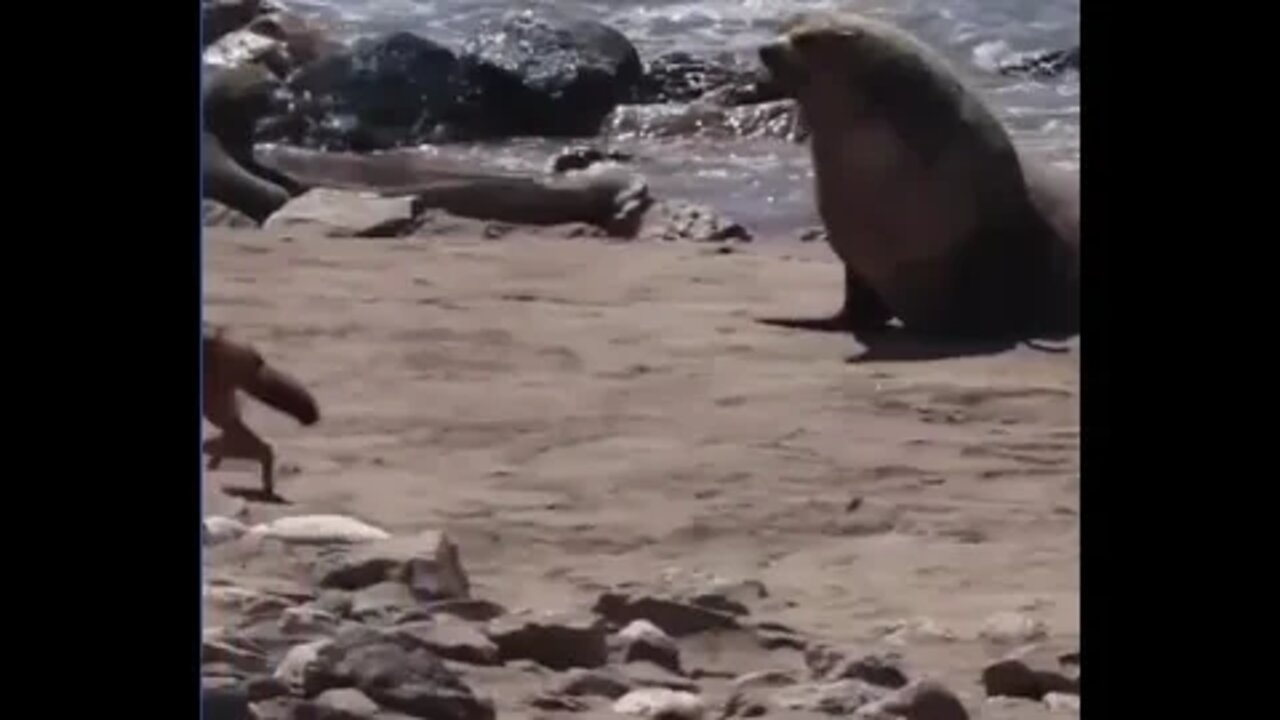 Coyote vs Seal ?? - UNLIKELY FIGHT - Daily Dose of Nature