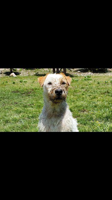 Ares Jack Russell summer day in the mountain 🌄