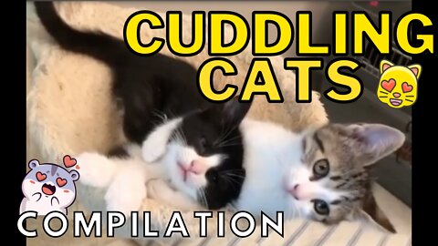 Cuddling Cats Compilation - Cute Cuddly Kitties Will Melt Your Heart