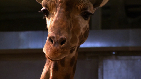 Lonely Giraffes Left Behind In Zoo