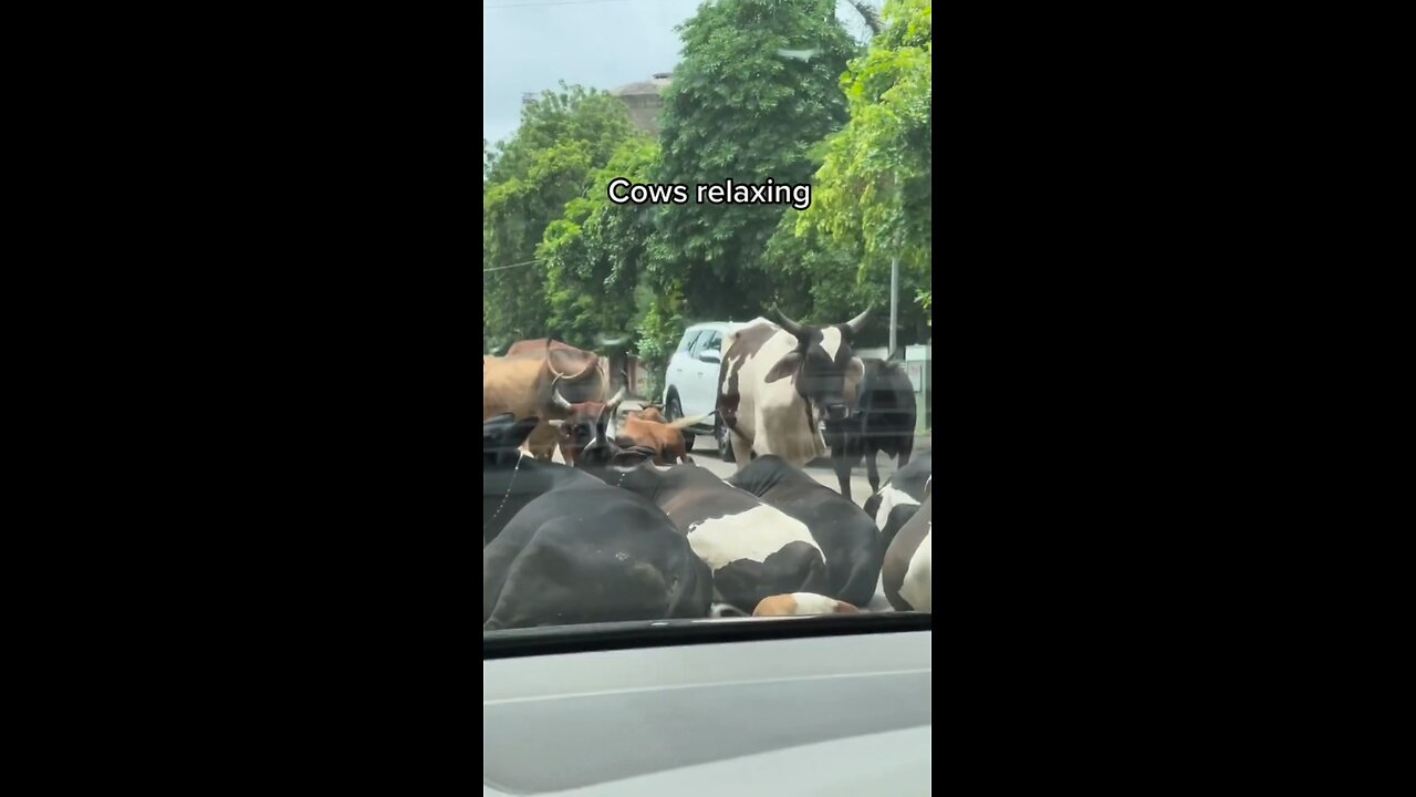 COWS (BULLS)🐂🐂🐂ON THE ROAD