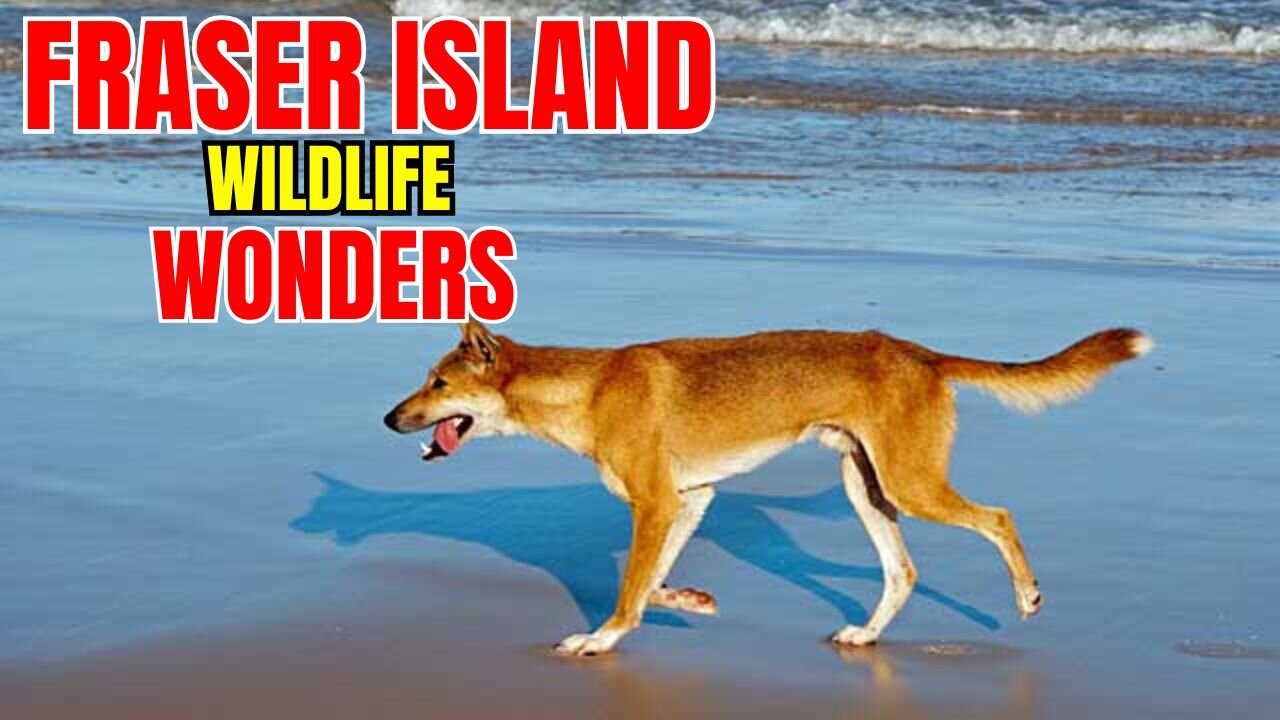 Fraser Island Wildlife Wonders