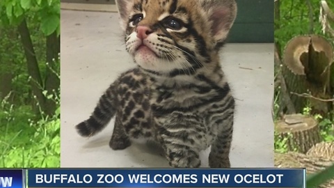 Vote to name the ocelot kitten at the Buffalo Zoo!