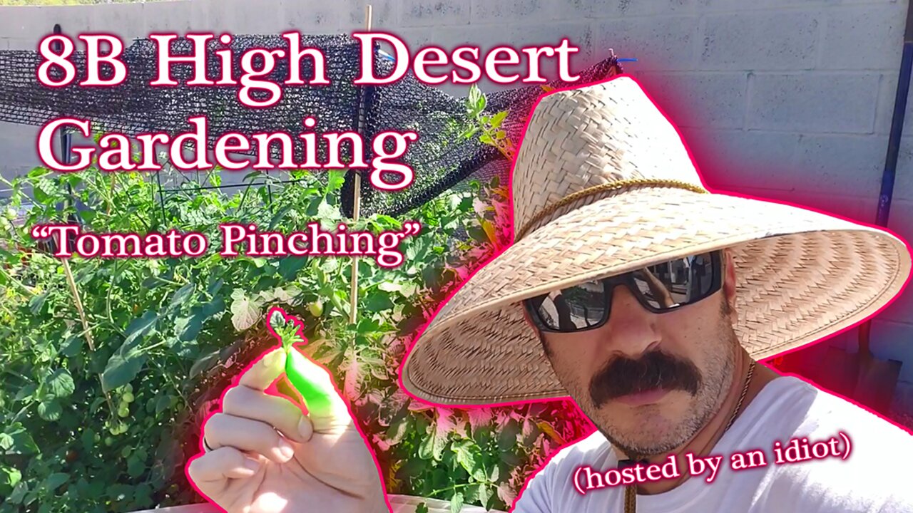 8B High Desert Gardening Tomato Pinching