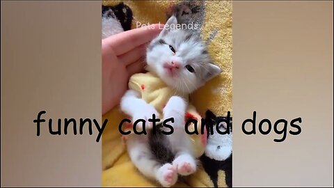 funny cats and dogs