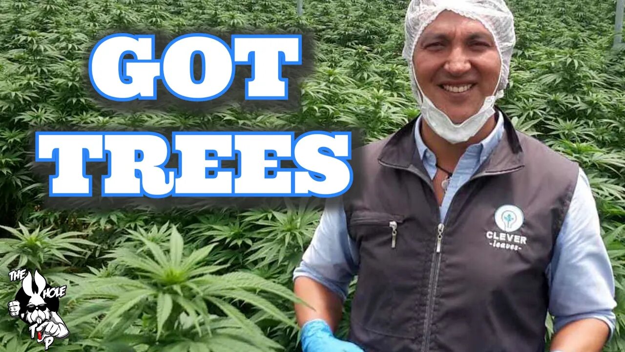 GOT TREES - the Whole Tip Daily