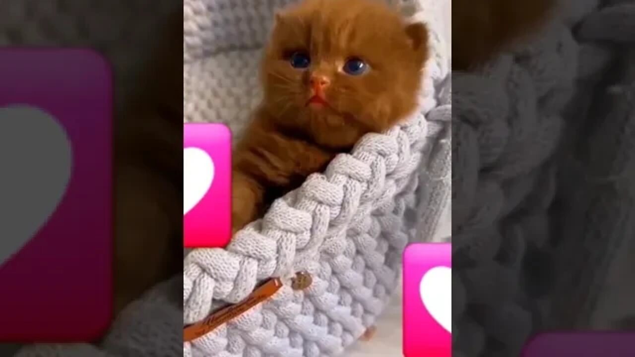 cute cat pt2