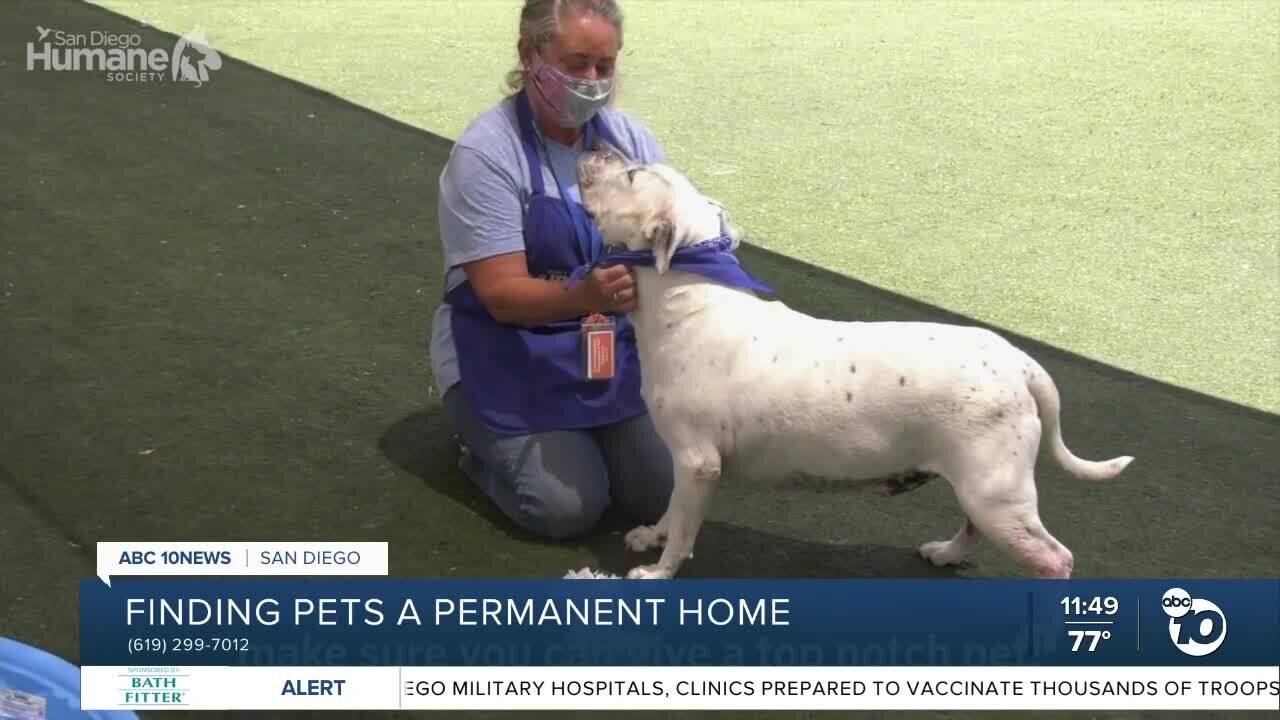 Pet of the Week: Gordo