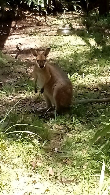 Munchkin Lauren is Still With Us 🥰🦘🤩