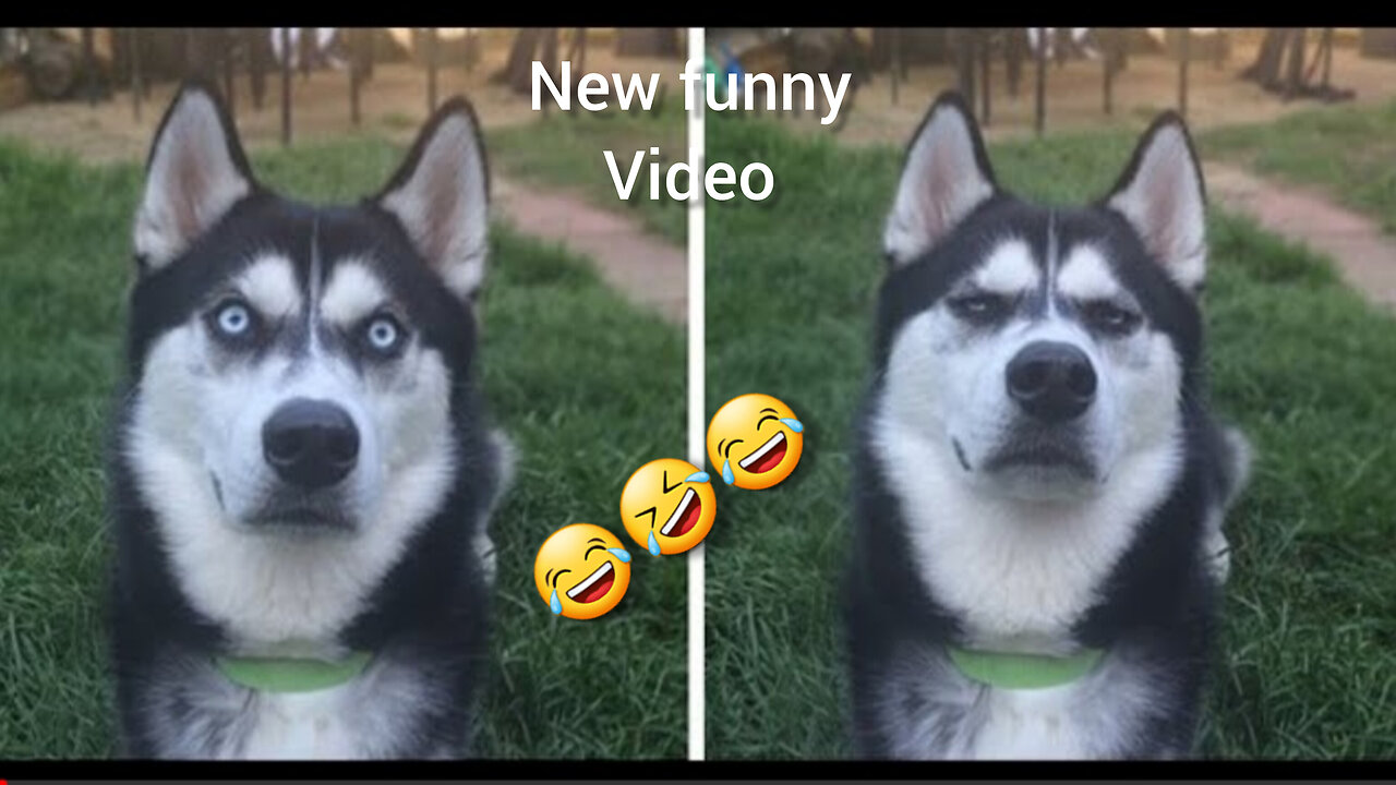 New 2024 funny animal video ||best funny video ||hilarious animal video 🤣😂🤣