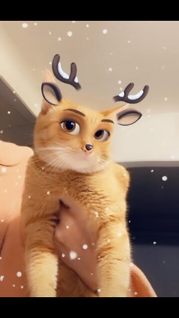 Meowy Catmas