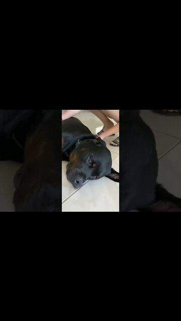 Samson the Rottweiler is getting belly rubs.