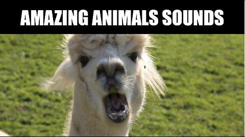 Animal sounds for children (20 Amazing animals)