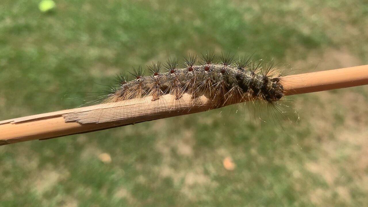 Strange Caterpillar looks for a new home