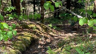 Andrews Bald Trail Gatlinburg, Tennessee - What If