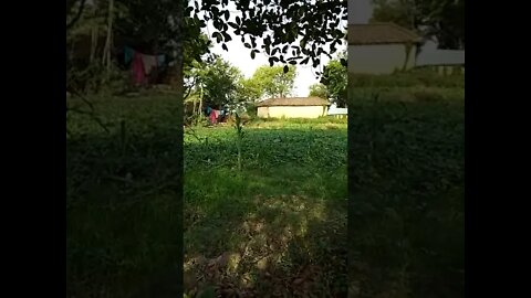 🦃🦆Peacock has come in the field.