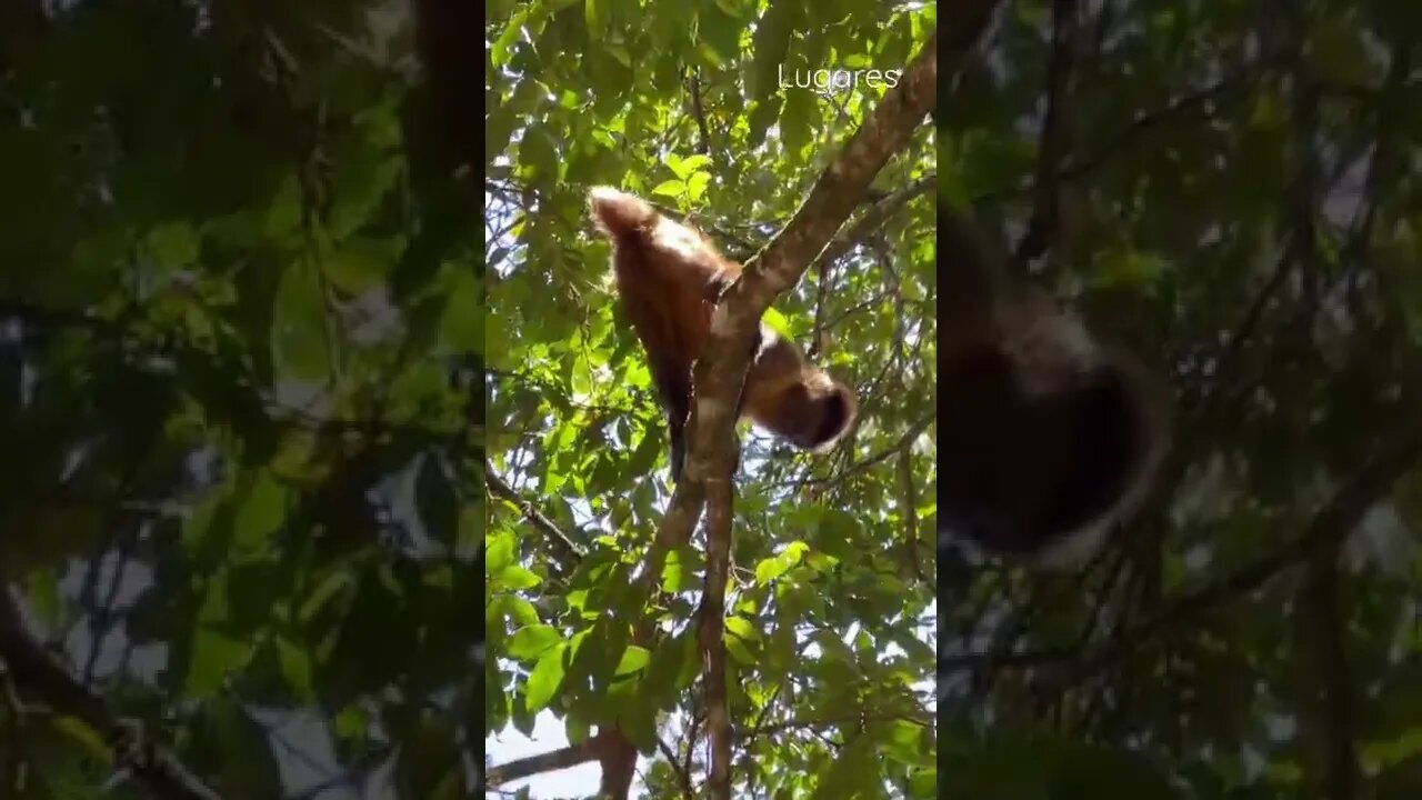 MACACO PREGO Sem Rabo! 🙊🙉🙈