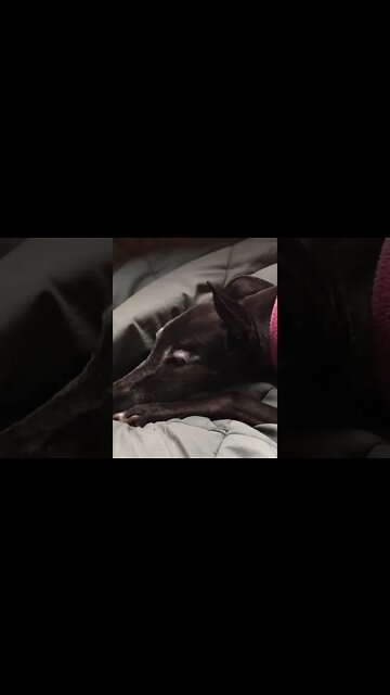 Disable guinea fowl makes friend with greyhound