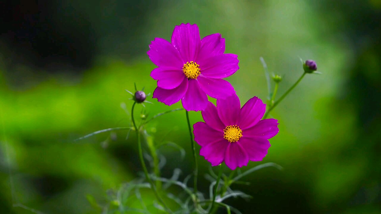 "Cosmos bipinnatus: Elegant Blooms and Vibrant Colors"