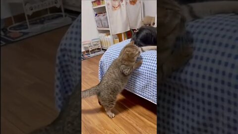 FUNNY CUTE KITTEN - Tiktok Compiled #Shorts