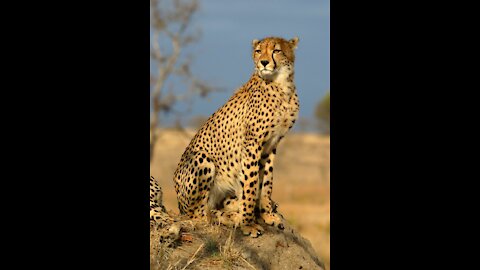 Cheetah's prey