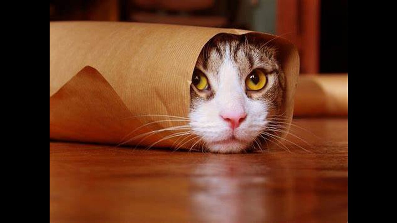 Cute and Funny Cat Videos to Keep You Smiling! 🐱