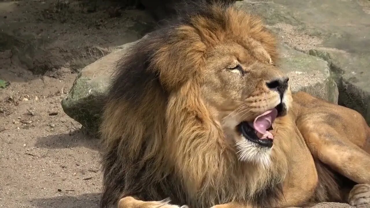 Fun video bidyut animals