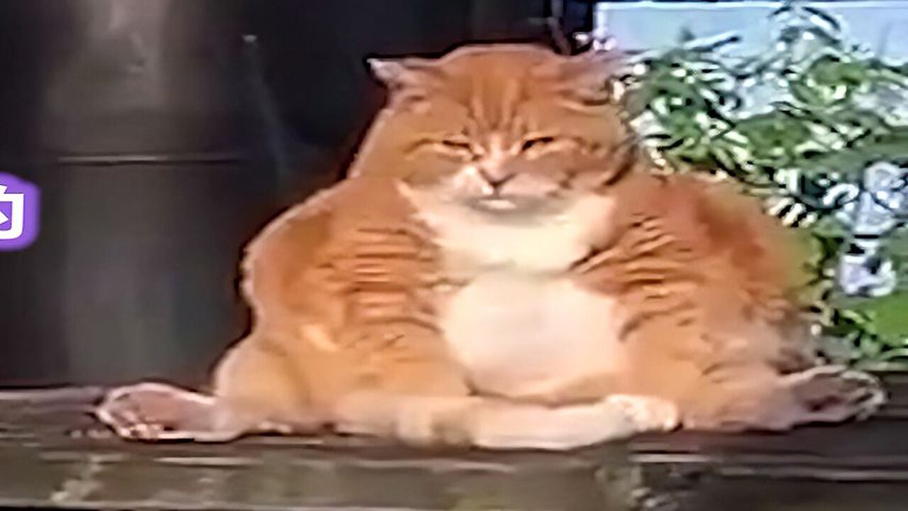Let me show you why Orange Pig is getting fatter day by day.