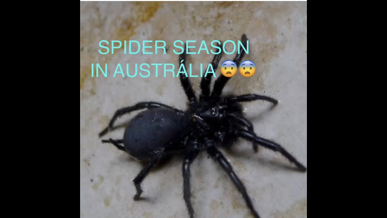 Spider season in Australia