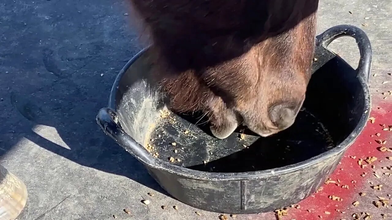 Inspecting Horse Hooves 3 Days After Trim