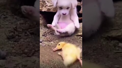 His cute 👑 🥺❤️ please get this viral | #viral | #funnydogs | #trending | #shorts