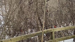 Tonne of Cardinals at James Gardens