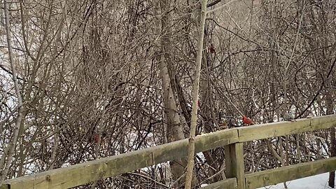 Tonne of Cardinals at James Gardens