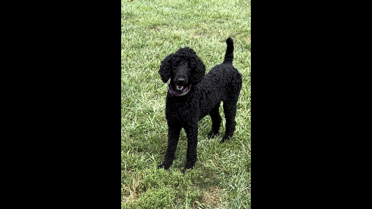 Ziggy the Golden Doodle flaunting his bravado