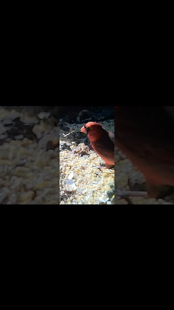 Cardinal 🐦showing off 👀for you #cute #funny #animal #nature #wildlife #trailcam #farm #homestead