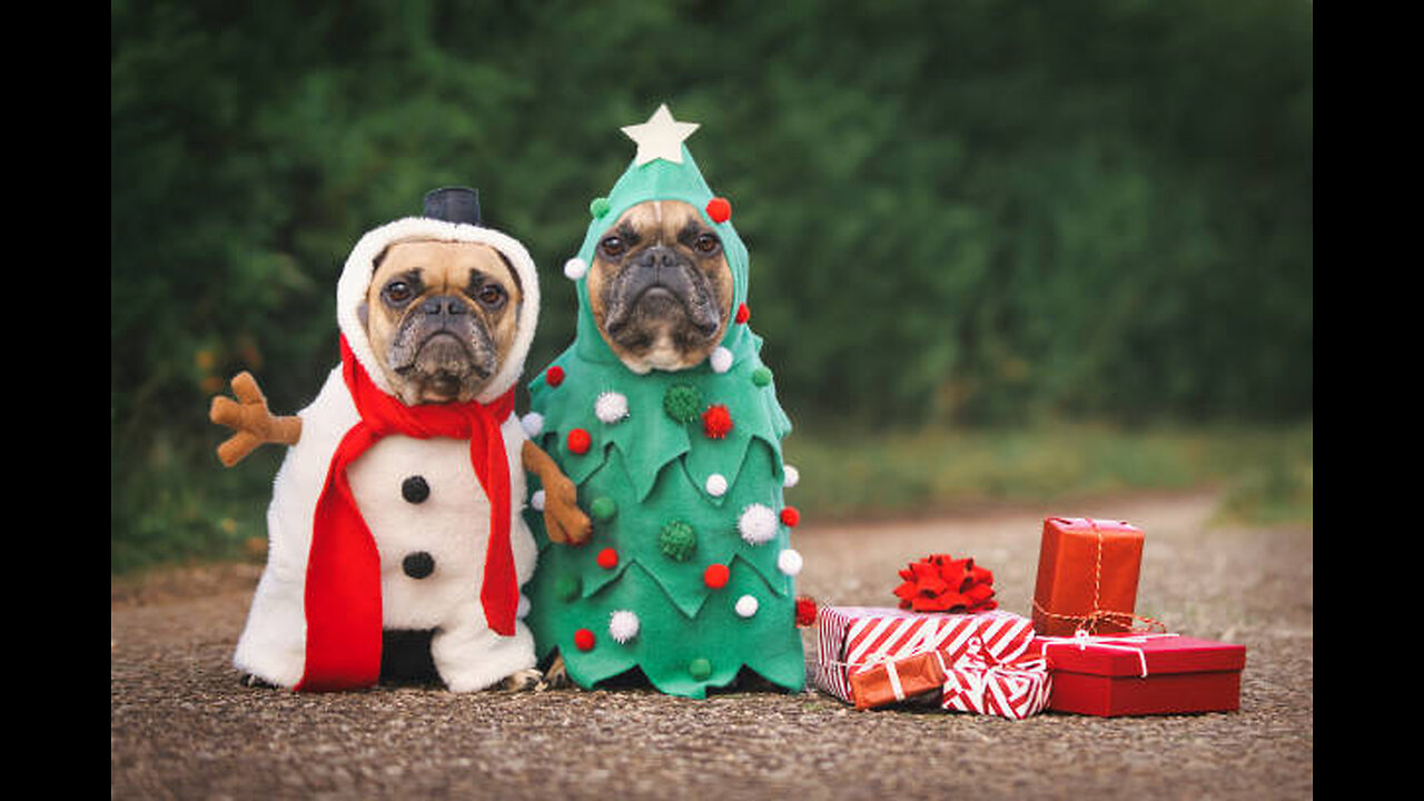 Funniest Animals 2023 😂 New Funny Cats and Dogs Videos 😻🐶