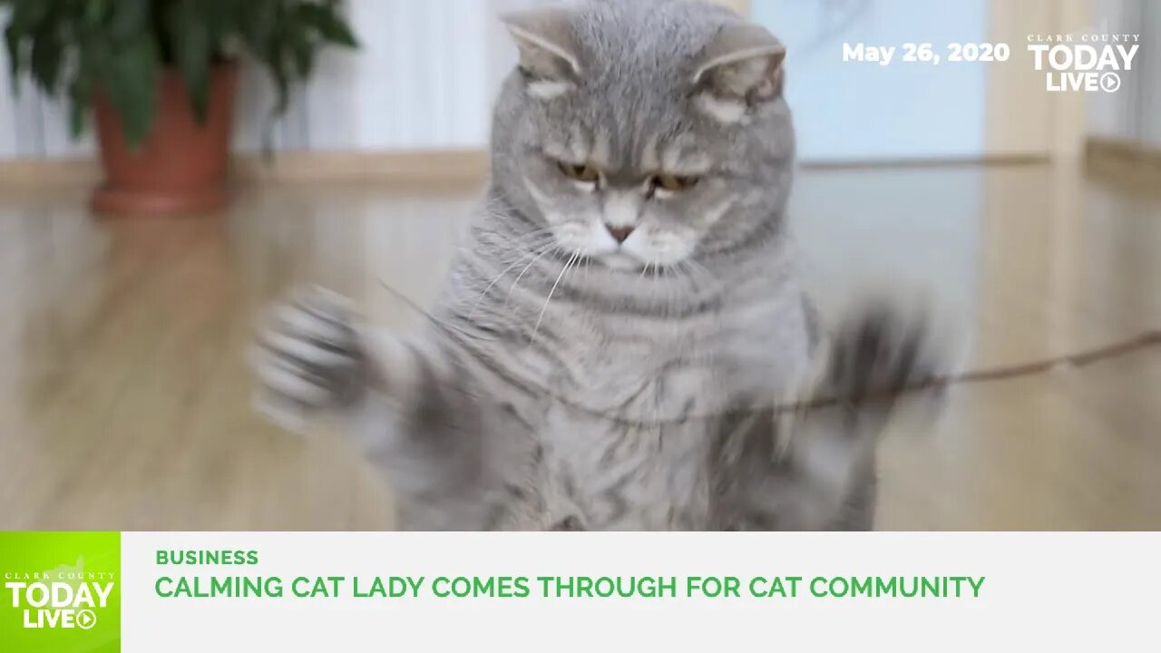 Calming cat lady comes through for cat community