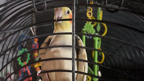 Laya the Cockatiel singing!