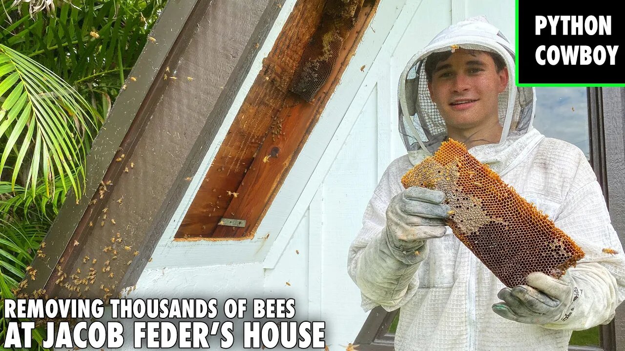 Jacob Feder's House Is Under Attack By Thousands Of Honey Bees