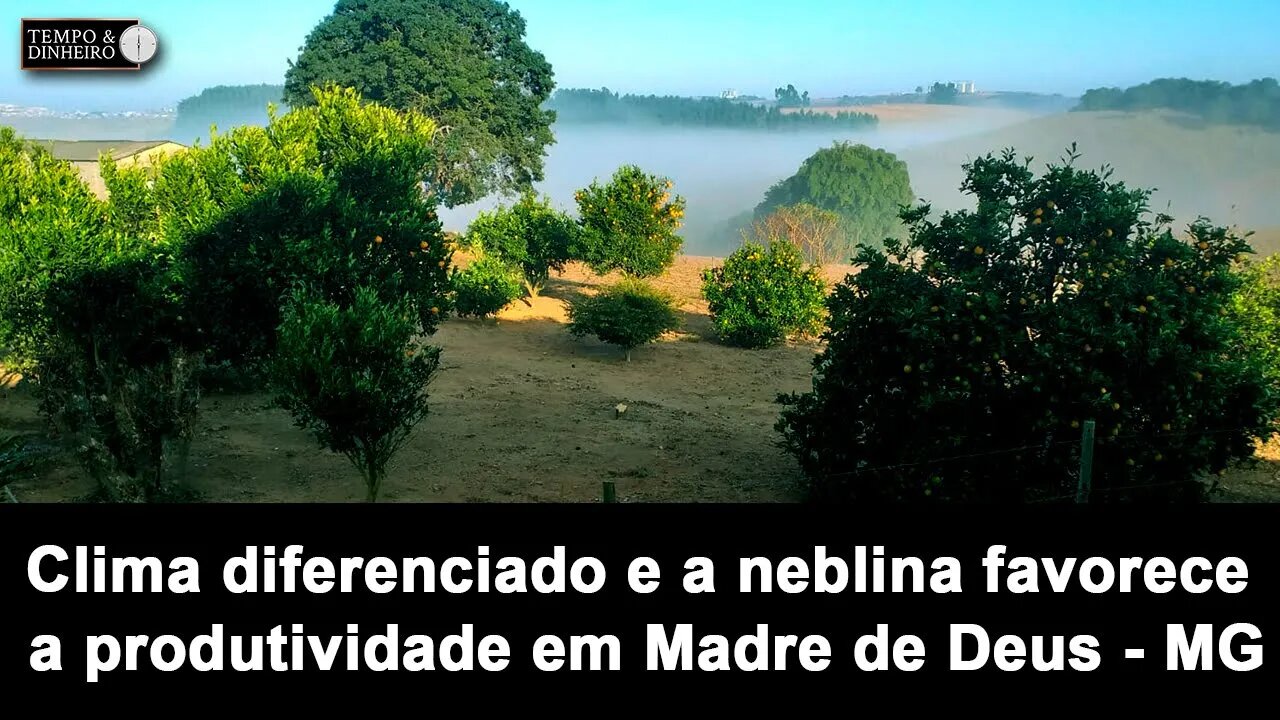 Fenômeno de produtividade Madre de Deus de MG tem clima diferenciado e neblina a favor da produção