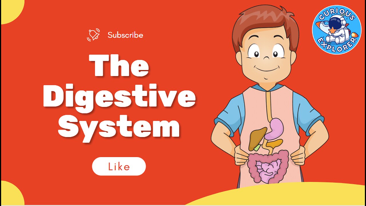 The Digestive System