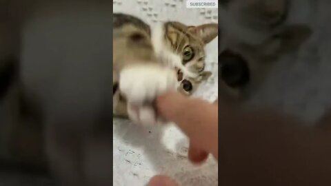 cute cat videos 😹 funny videos 😂 513 😻