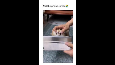 "Ultimate 2024 Funny Animal Compilation: Hilarious Dogs & Cats Caught in the Act