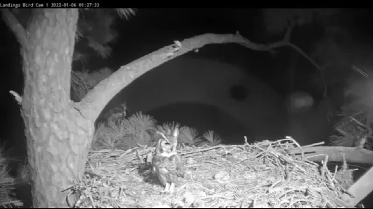 Great Horned Owl Stops By Again 🦉 1/6/22 1:24 AM