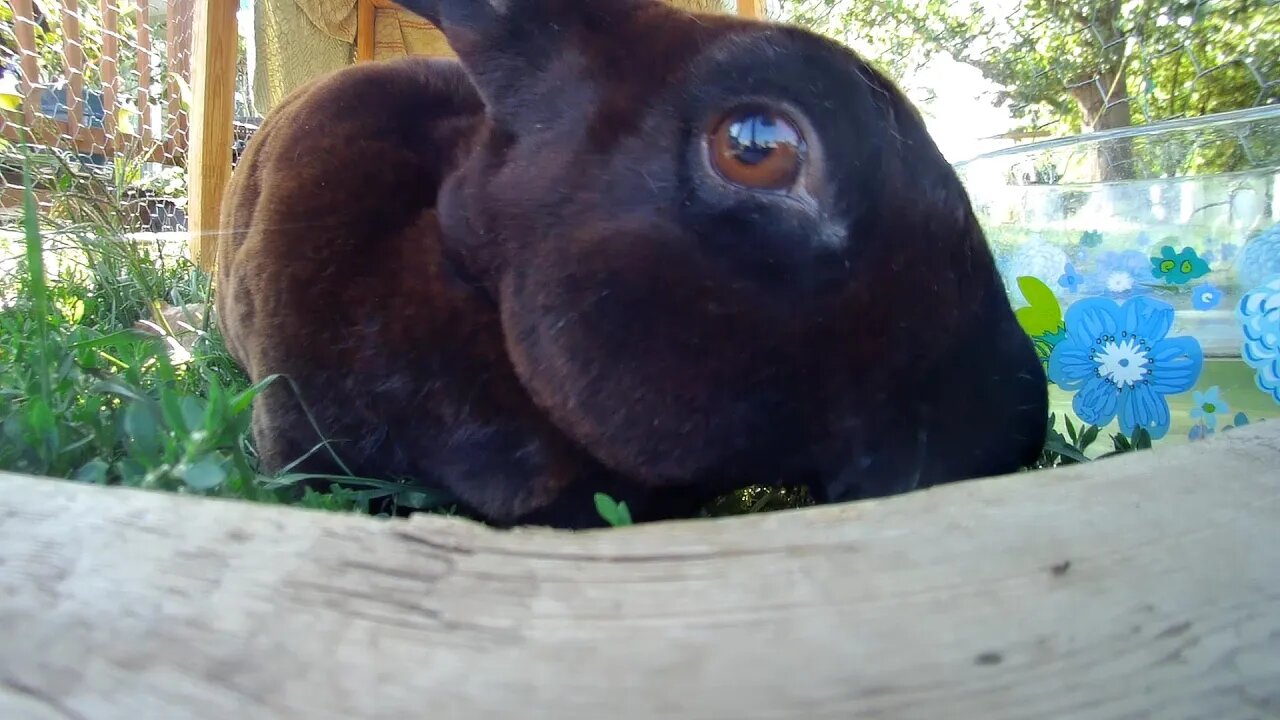 Wilma The Rabbit getting some fresh green on a summer day