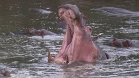 Hippo Pool