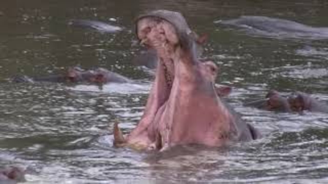 Hippo Pool