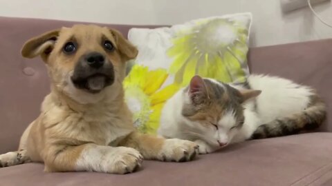 Puppy Wants to be Friends